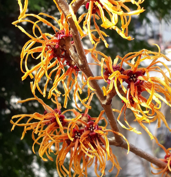 hamamelis-haemorrhoiden-entzündungen-schwangerschaft