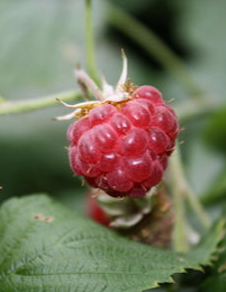 himbeere-morula-kinderwunsch-einnistung