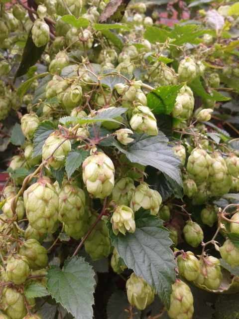 hopfen-schwangerschaft-wadenkraempfe-magnesium-schlafstoerungen