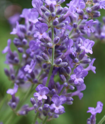 lavendel-schwangerschaft-entspannunng-schlafstoerungen